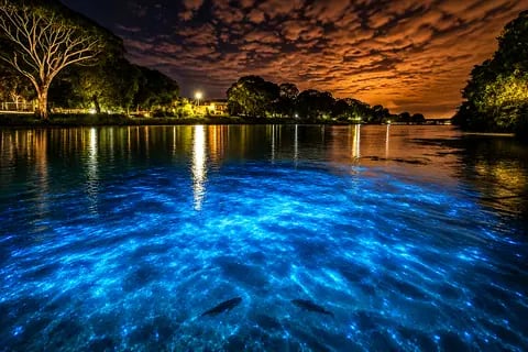 Lagoa iluminada em azul pela bioluminescência